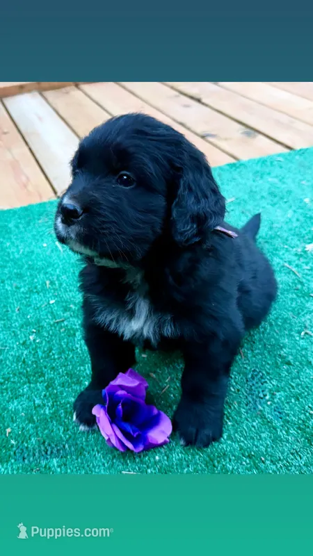 Purple boy – Golden Mountain Dog puppy for sale in Drain, OR