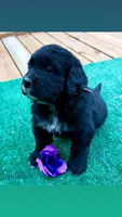 Purple boy, a female Golden Mountain Dog for sale in Drain, OR – 1 of 3