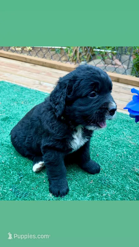 Blue boy  – Golden Mountain Dog puppy for sale in Drain, OR