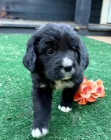 Orange Girl , a female Golden Mountain Dog for sale in Drain, OR – 2 of 3