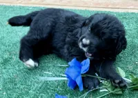 Blue boy , a female Golden Mountain Dog for sale in Drain, OR – 2 of 3