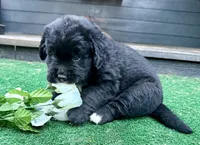 Green boy , a female Golden Mountain Dog for sale in Drain, OR – 3 of 3