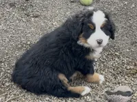 Muffin, a female Bernese Mountain Dog for sale in Drain, OR – Photo 2 of 3