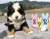 Muffin, a female Bernese Mountain Dog for sale in Drain, OR – Photo 3 of 3