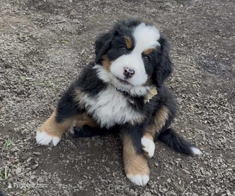 Muffin – Bernese Mountain Dog puppy for sale in Drain, OR