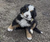 Muffin, a female Bernese Mountain Dog for sale in Drain, OR – Photo 1 of 3