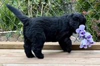 Lavender Girl , a female Golden Mountain Dog for sale in Drain, OR – 1 of 3