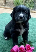 Pink girl , a female Golden Mountain Dog for sale in Drain, OR – 2 of 3