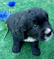 Blue boy , a female Golden Mountain Dog for sale in Drain, OR – 3 of 3