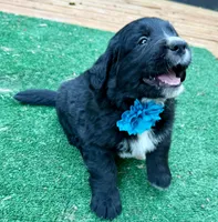 Turquoise girl , a female Golden Mountain Dog for sale in Drain, OR – 2 of 3