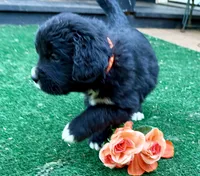 Orange Girl , a female Golden Mountain Dog for sale in Drain, OR – 3 of 3