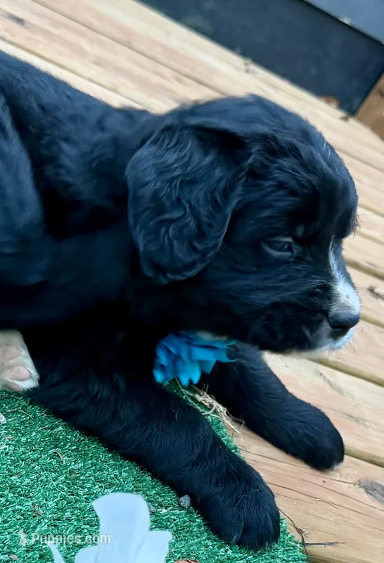 Turquoise girl  – Golden Mountain Dog puppy for sale in Drain, OR