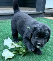 Green boy , a female Golden Mountain Dog for sale in Drain, OR – 2 of 3