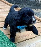 Turquoise girl , a female Golden Mountain Dog for sale in Drain, OR – 3 of 3