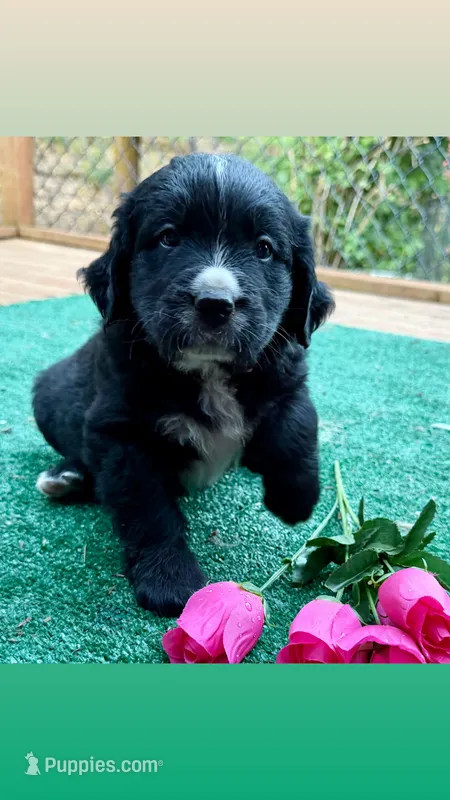 Pink girl  – Golden Mountain Dog puppy for sale in Drain, OR