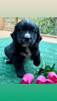 Pink girl , a female Golden Mountain Dog for sale in Drain, OR – 1 of 3