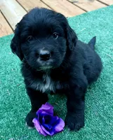 Purple boy, a female Golden Mountain Dog for sale in Drain, OR – 2 of 3