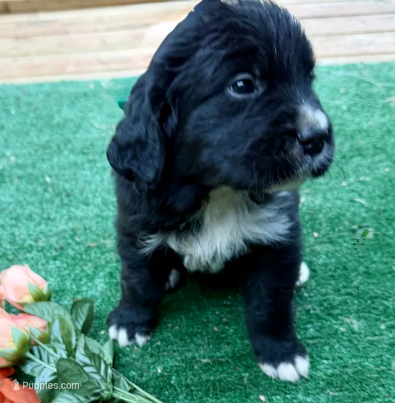 Orange Girl  – Golden Mountain Dog puppy for sale in Drain, OR