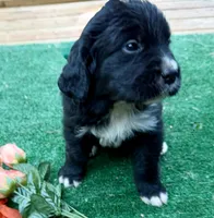 Orange Girl , a female Golden Mountain Dog for sale in Drain, OR – 1 of 3