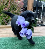 Lavender Girl , a female Golden Mountain Dog for sale in Drain, OR – 3 of 3