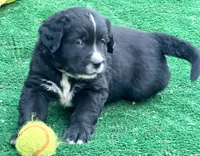 Pink girl , a female Golden Mountain Dog for sale in Drain, OR – 3 of 3