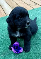 Purple boy, a female Golden Mountain Dog for sale in Drain, OR – 3 of 3