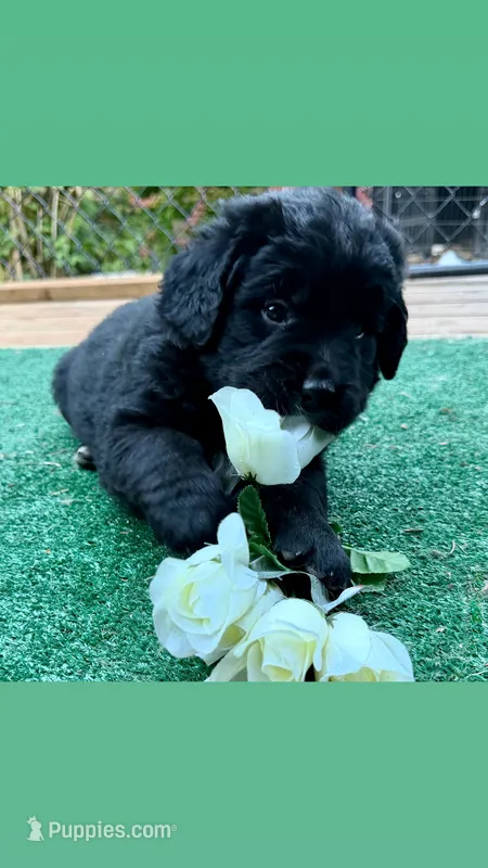 Green boy  – Golden Mountain Dog puppy for sale in Drain, OR