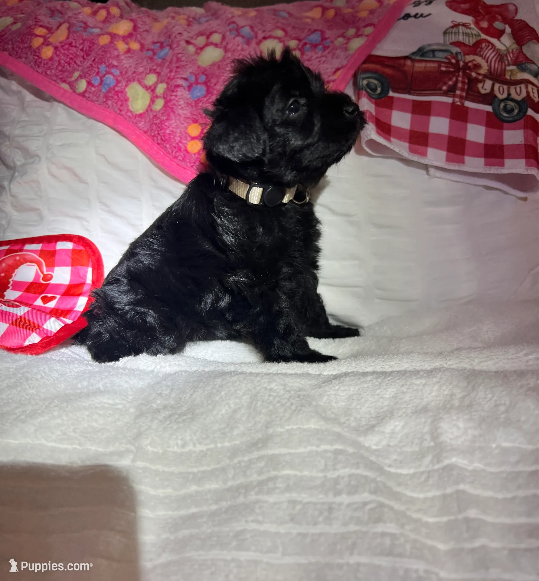 Princes, a female Miniature Schnauzer for sale in Murfreesboro, TN – Photo 4 of 9