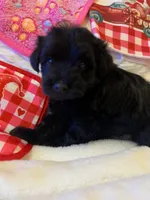 Princes, a female Miniature Schnauzer for sale in Murfreesboro, TN – Photo 2 of 9