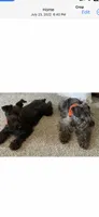 Princes, a female Miniature Schnauzer for sale in Murfreesboro, TN – Photo 9 of 9