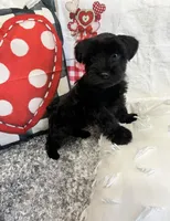 Princes, a female Miniature Schnauzer for sale in Murfreesboro, TN – Photo 1 of 9