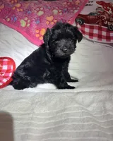 Princes, a female Miniature Schnauzer for sale in Murfreesboro, TN – Photo 3 of 9