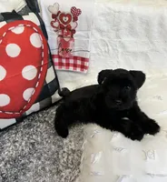 Princes, a female Miniature Schnauzer for sale in Murfreesboro, TN – Photo 8 of 9