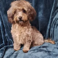 Buddy, a male Cavapoo for sale in Coeburn, VA – Photo 2 of 2