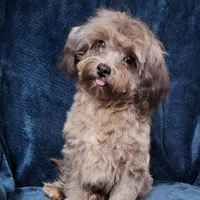 Buddy, a male Cavapoo for sale in Coeburn, VA – Photo 1 of 2