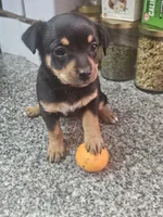 Stella, a female Chihuahua and Miniature Pinscher for sale in Modesto, CA – Photo 1 of 3