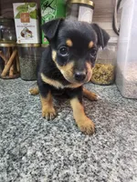 Stella, a female Chihuahua and Miniature Pinscher for sale in Modesto, CA – Photo 3 of 3