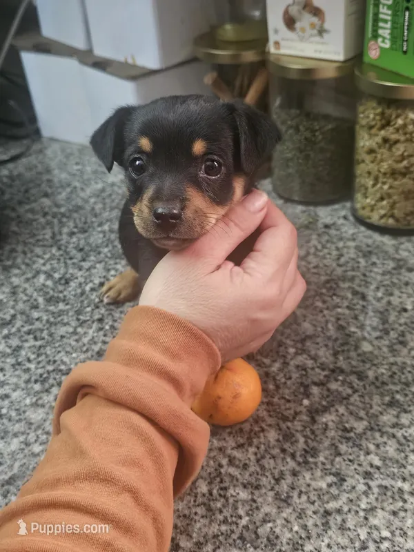 Stella – Chihuahua, Miniature Pinscher puppy for sale in Modesto, CA