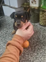 Stella, a female Chihuahua and Miniature Pinscher for sale in Modesto, CA – Photo 2 of 3