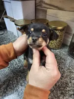 Bells, a female Chihuahua and Miniature Pinscher for sale in Modesto, CA – Photo 2 of 3