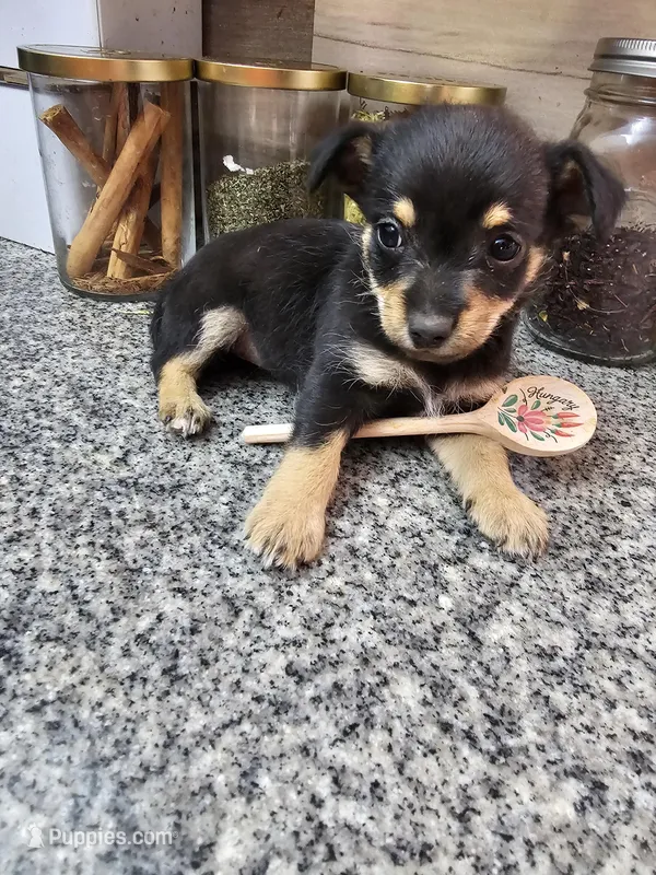 Bells – Chihuahua, Miniature Pinscher puppy for sale in Modesto, CA