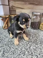 Bells, a female Chihuahua and Miniature Pinscher for sale in Modesto, CA – Photo 3 of 3