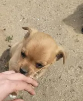 Lilly, a female Chihuahua and Miniature Pinscher for sale in Modesto, CA – Photo 3 of 3