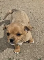 Lilly, a female Chihuahua and Miniature Pinscher for sale in Modesto, CA – Photo 2 of 3