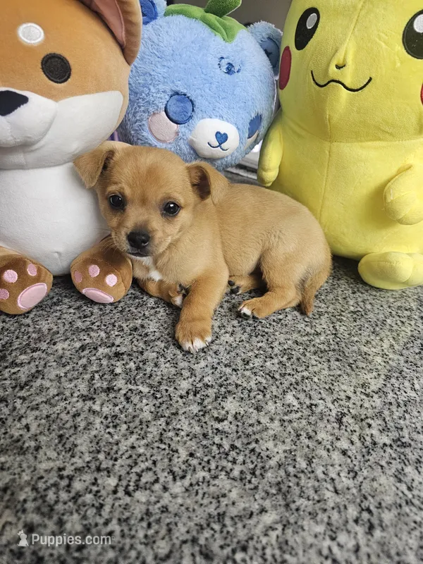 Willy – Chihuahua, Miniature Pinscher puppy for sale in Modesto, CA