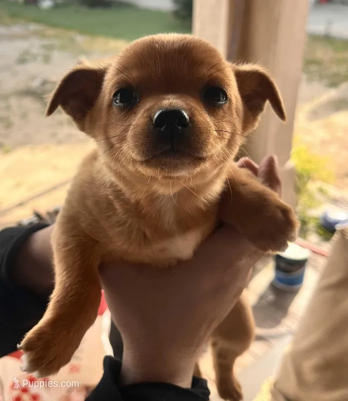Lilly – Chihuahua, Miniature Pinscher puppy for sale in Modesto, CA