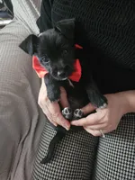 Midnight, a male Cairn Terrier and Chihuahua for sale in Modesto, CA – Photo 2 of 3