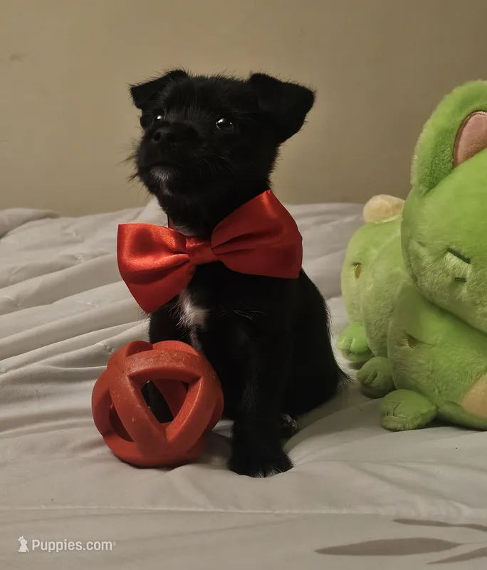 Midnight – Cairn Terrier, Chihuahua puppy for sale in Modesto, CA
