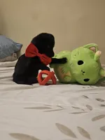 Midnight, a male Cairn Terrier and Chihuahua for sale in Modesto, CA – Photo 3 of 3