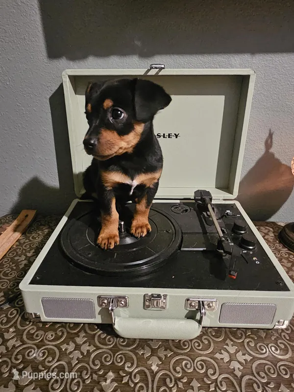 jinx – Chihuahua, Miniature Pinscher puppy for sale in Modesto, CA